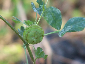 Medicago orbicularis - Erba medica